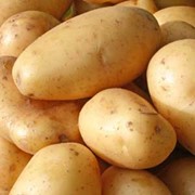 Купить картофель сорт Миневра, Херсонская область, опт
