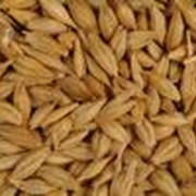 Семена озимой пшеницы, ячменя фото