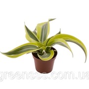 Драцена душистая Lemon Surprise -- Dracaena fragrans Lemon Surprise фото
