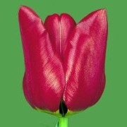 Тюльпаны Decade