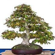 Клён Леопольди (семена) фото