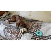 Отель для домашних собак фото