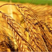 Пшеница второго класса, продажа, Украина