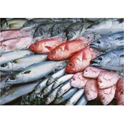 Морепродукты доставка рыбы доставка икры охлажденные морепродукты морепродукты Винница фото