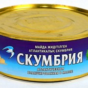 Скумбрия атлантическая бланшированная в масле фото