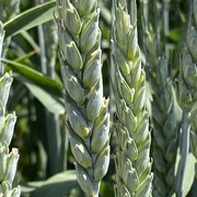 Семена пшеницы озимой купить Алексеич Ахмат  фотография