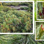 Сосна горная Pinus mugo Hesse 60-70 C45 фотография