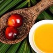 Пальмовый олеин фото