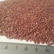 Семена льна масличного фотография