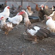 Птица домашняя фото