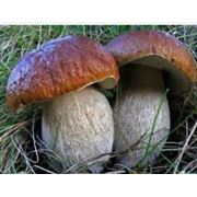 Закупка грибов фотография
