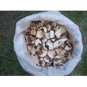 сухі білі гриби фото