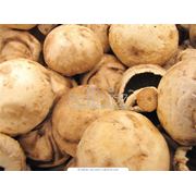 Закупка белых грибов фото