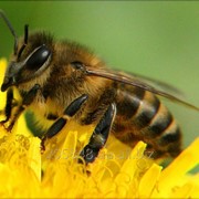 Ветпрепарат Габон PF 90 от клеща у пчел фотография