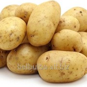 Картофель сорт Гала 1РС фото