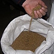 Семена клевера и люцерный (жонышка урыгы беде урыгы) фотография