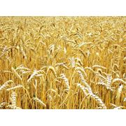 Переработка зерна гречихи и пшеницы (Агролён ЧП) фотография