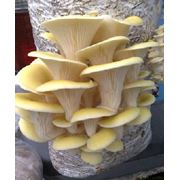 Блок грибной высокоурожайный фотография