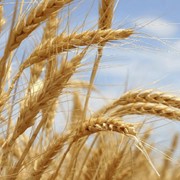 Пшеница, зерно фото