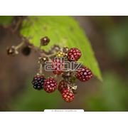 Экспертиза дикорастущих плодов ягод и травянистых растений фото