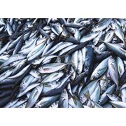 Продаем рыбу морску рыбу Предоставляем услуги: переработки рыбы фото