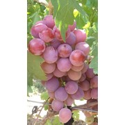 Саженцы и черенки винограда из саратова фото