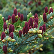 Ель обыкновенная Акрокона (Picea abies 'Acrocona')