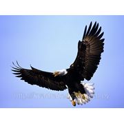 Сдаем в аренду фото