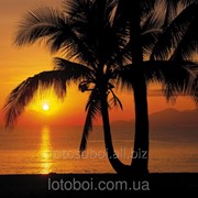 Фотообои “Palmy Beach Sunrise“ 254х368 8-255 2000000405469 фотография