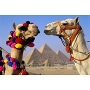 Горящий тур в Египет