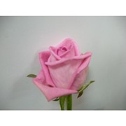 Роза Aква, местная роза фото