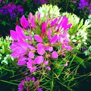 Клеома “Цветной фонтан“, смесь фотография