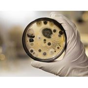 Определение вида грибка в лабораторных условиях. фото