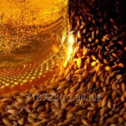 Солод светлый пивоваренный фотография