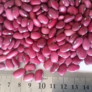 Beans, fasolya фото