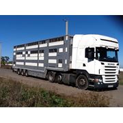 Международные перевозки животных перевозки КРС свиней коров овец и коз. фото