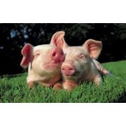 Перевозка свиней доставка свиней живым весом по Украине за рубеж СНГ  Европе Азии фото