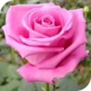 Розы чайно-гибридные фото