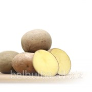 Картофель семенной Беллароза 2РС фотография