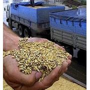 Перевозка зерна и зерновых культур по Украине фото