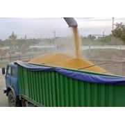 Перевозка зерновых культур по Европе и Азии от международного автоэкспедитора по оптимальной схеме фото