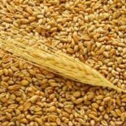 Перевозка зерновых культур по Украине