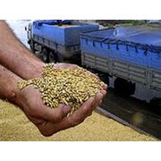 Транспортные перевозки зерновых по Украине фото