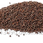 Гірчиця чорна - Brown mustard seeds (Brassica nigra) фото