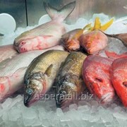 Холодильные камеры для рыбы