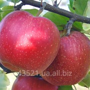 Яблоки свежие из холодильника Джонаголд фотография
