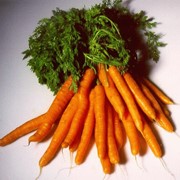 Эфирное масло Моркови фото