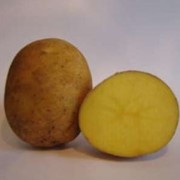 Картофель зекура фото