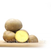 Картофель сорт Латона 2РС фото
