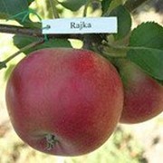 Саджанці яблунь Райка (осінні) фото